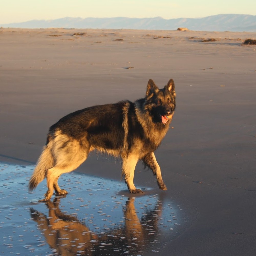 Meet your Posher, Bettina